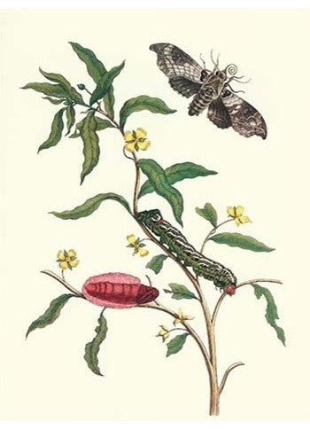 Primrose Willow or Water Purslane with a Banded Sphinx- Canvas Poster 20" x 30"