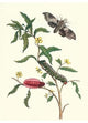 Primrose Willow or Water Purslane with a Banded Sphinx- Canvas Poster 20" x 30"