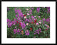 "Fireweed Asters and Paintbrush, North America"  by Tim Fitzharris, 32x26"