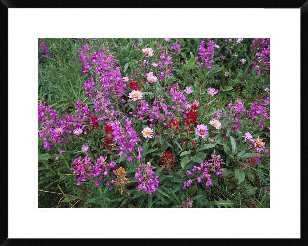 "Fireweed Asters and Paintbrush, North America"  by Tim Fitzharris, 32x26"