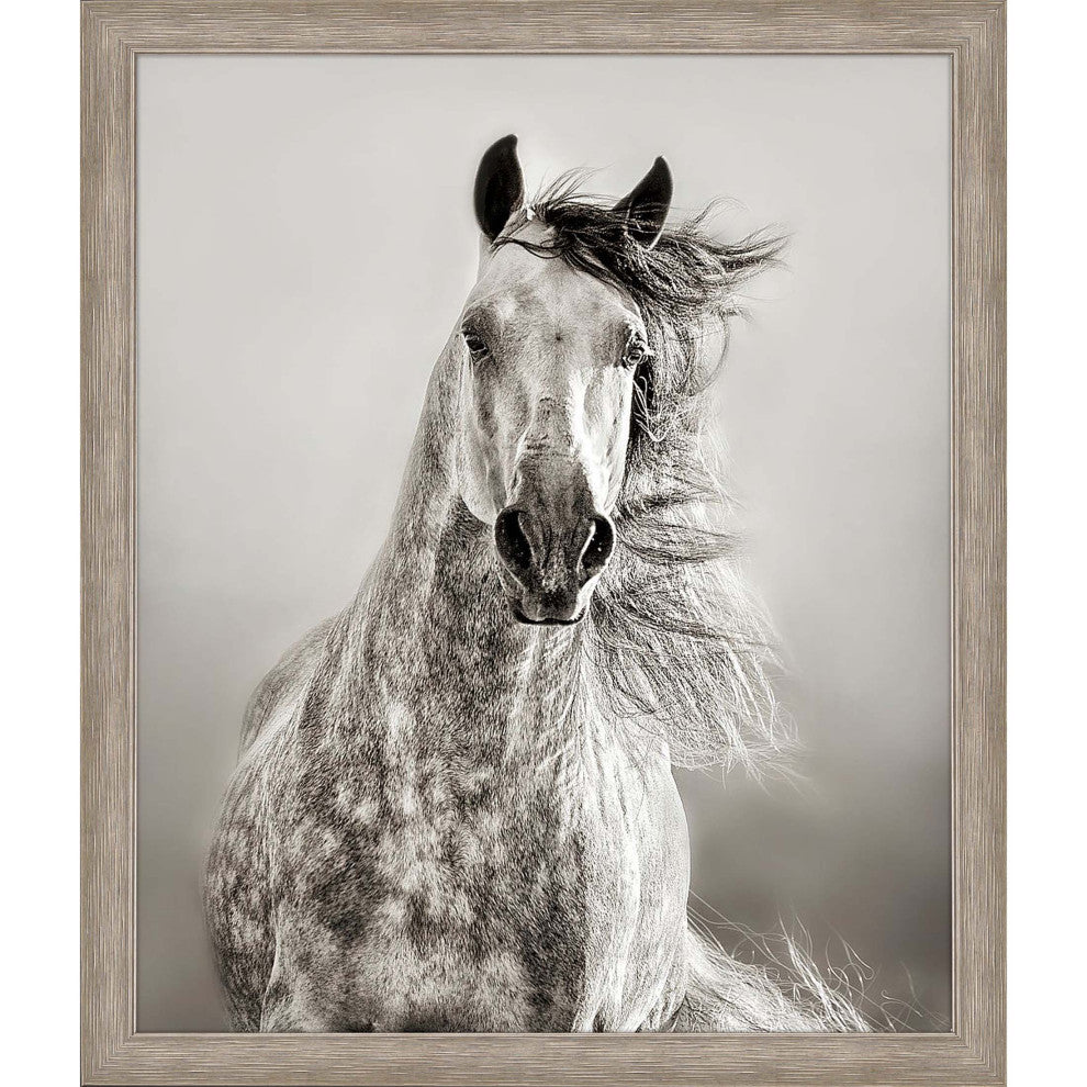 Caballo de Andaluz Framed Art