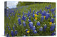 "Bluebonnet And Texas Yellowstar Meadow, Cedar Hill State Park, Texas" Artwork
