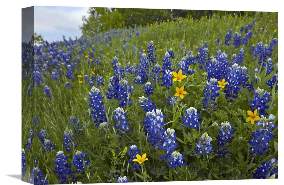 "Bluebonnet And Texas Yellowstar Meadow, Cedar Hill State Park, Texas" Artwork