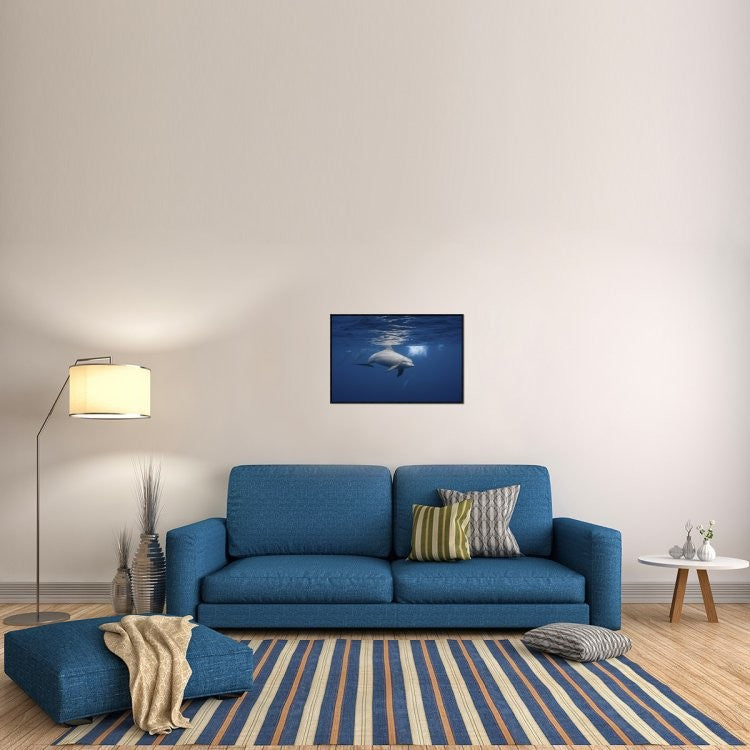 Curious Dolphin, 30"x20"