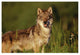 "Timber Wolf portrait, North America" Paper Print by Tim Fitzharris, 20"x14"
