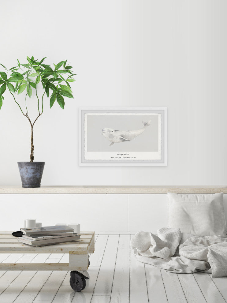 "Beluga Whale" Framed Painting Print, 24x16