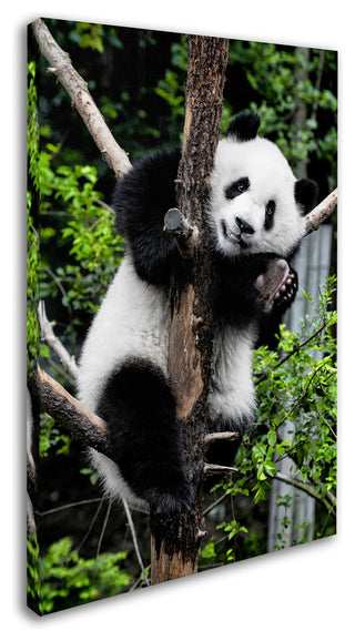 Philippe Hugonnard 'Giant Panda II' Canvas Art, 32"x22"