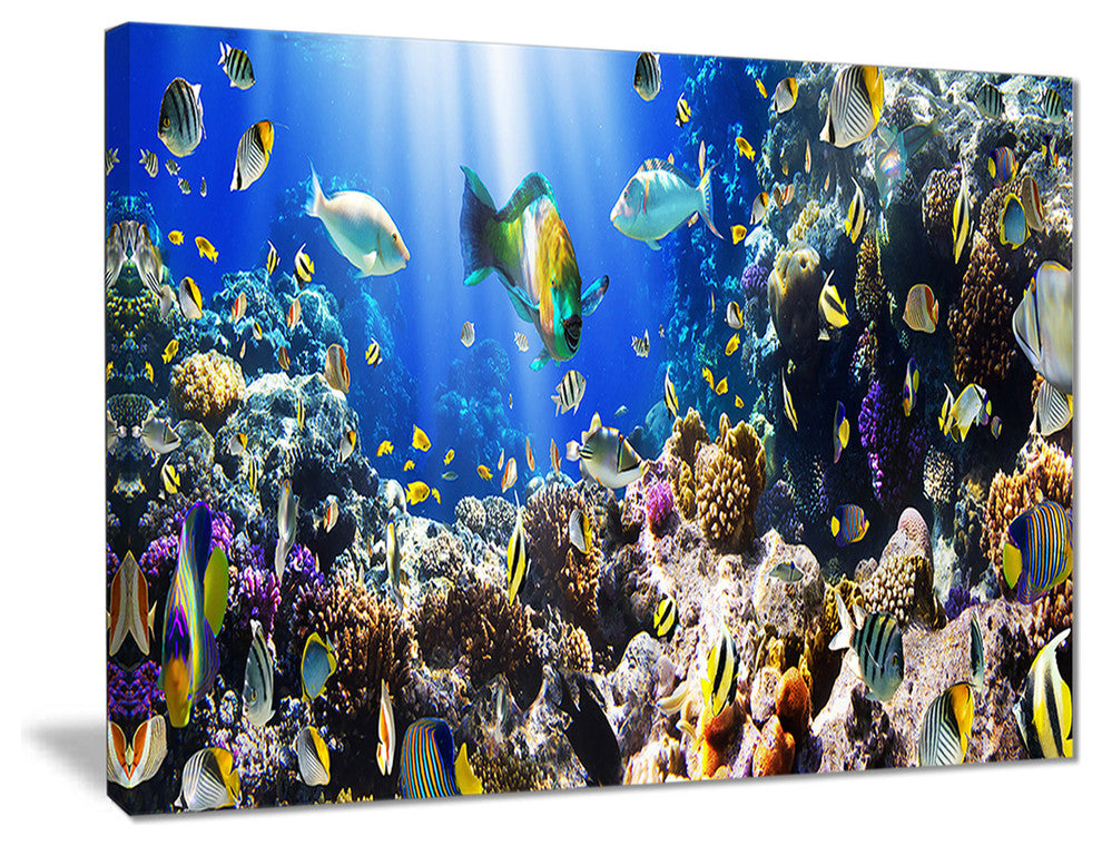 "Coral Colony and Coral Fish" Seascape Canvas Photo Print, 20"x12"