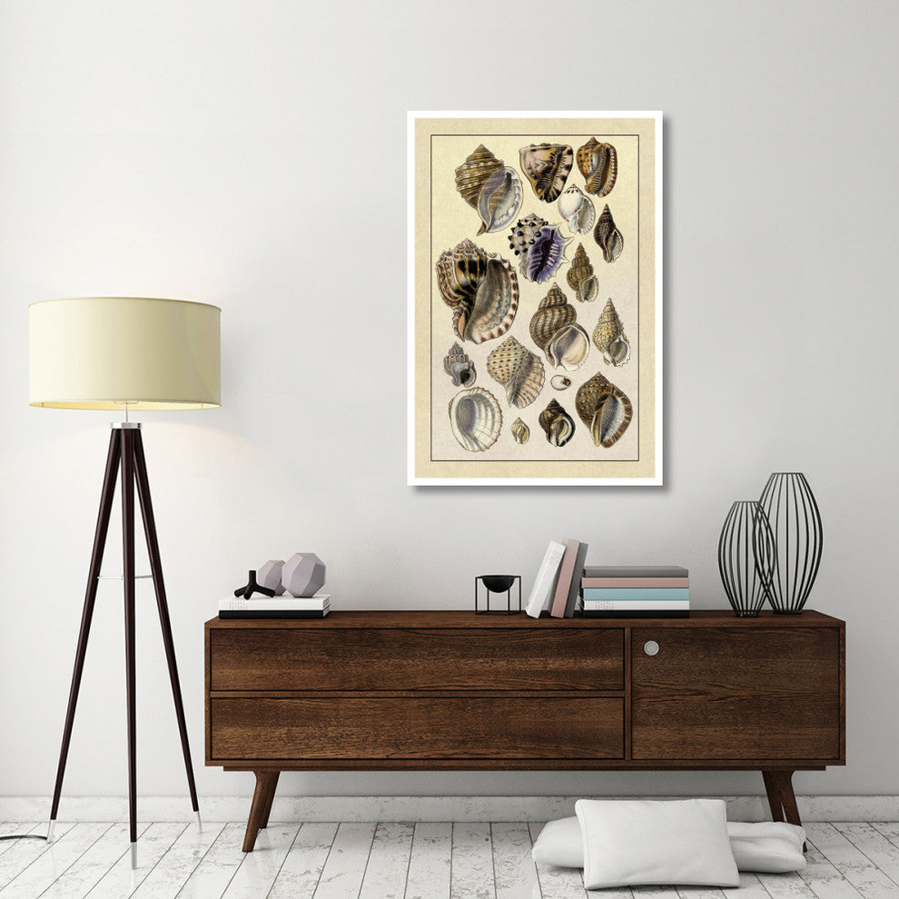 "Shells: Purpurifera" Digital Paper Print by G.B. Sowerby, 34"x50"
