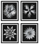 Uttermost Contemporary Floret Framed Prints, Set of 4
