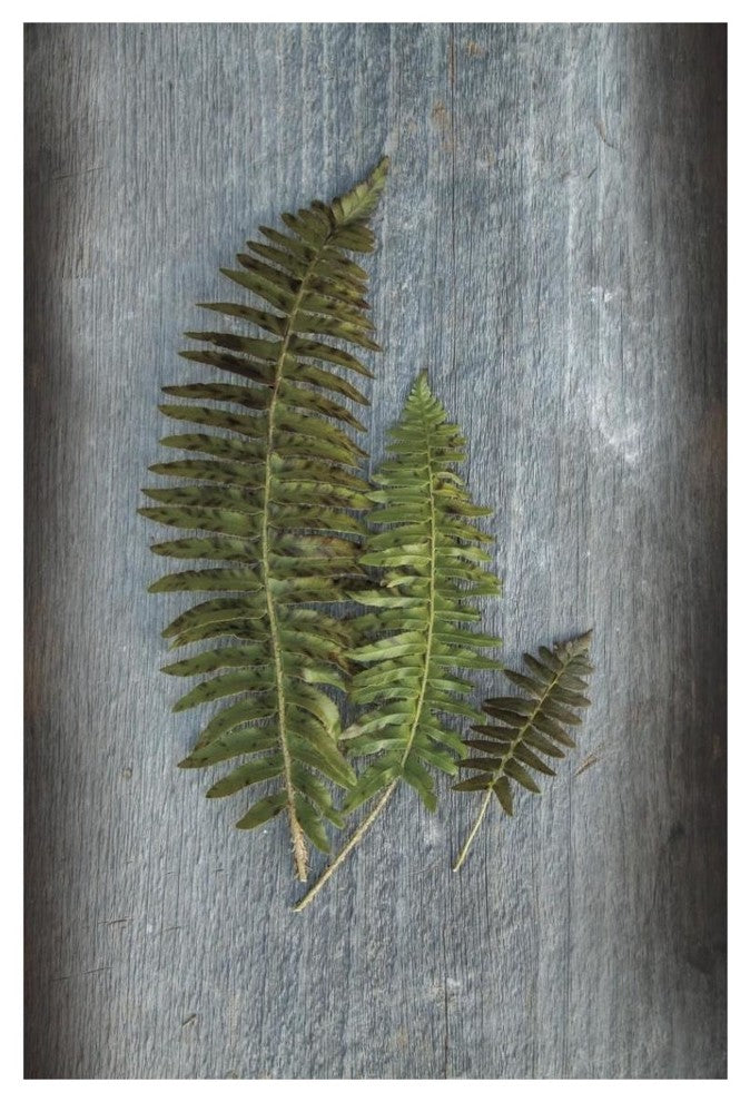 "Woodland Fern VI" Digital Paper Print by Sue Schlabach, 14"x20"