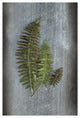"Woodland Fern VI" Digital Paper Print by Sue Schlabach, 14"x20"