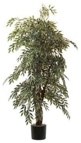 6' Variegated Smilax Executive