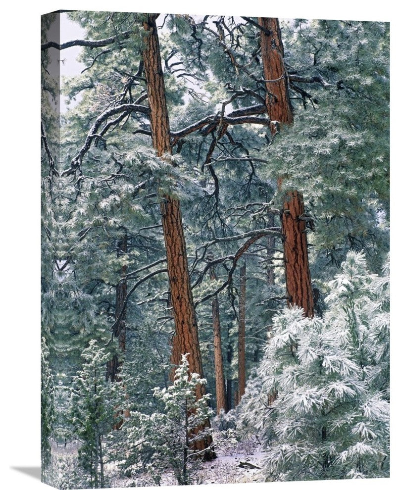"Ponderosa Pine Forest, Rocky Mountain Np, Colorado" Artwork
