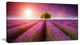 Purple Sky over Stunning Lavender Field, Floral Canvas Art Print, 32"x16"