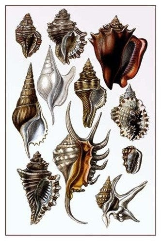 Shells: Trachelipoda #5- Gallery Wrapped Canvas Art 28" x 42"