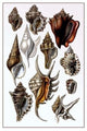 Shells: Trachelipoda #5- Gallery Wrapped Canvas Art 28" x 42"