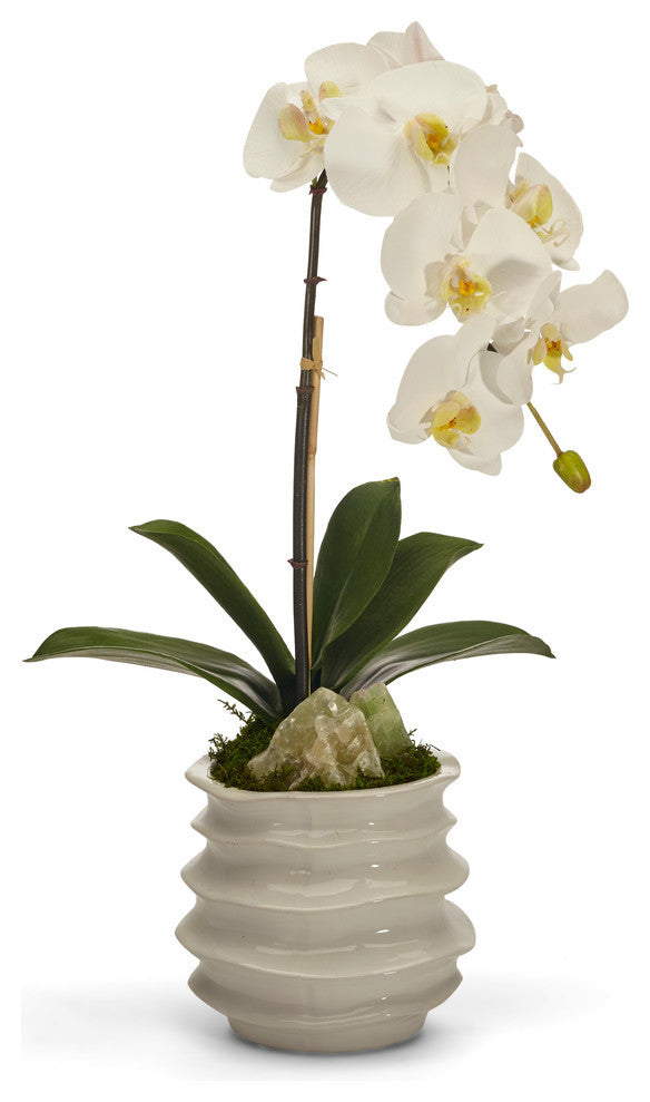 Orchid With Calcite in Rippled Vase, White