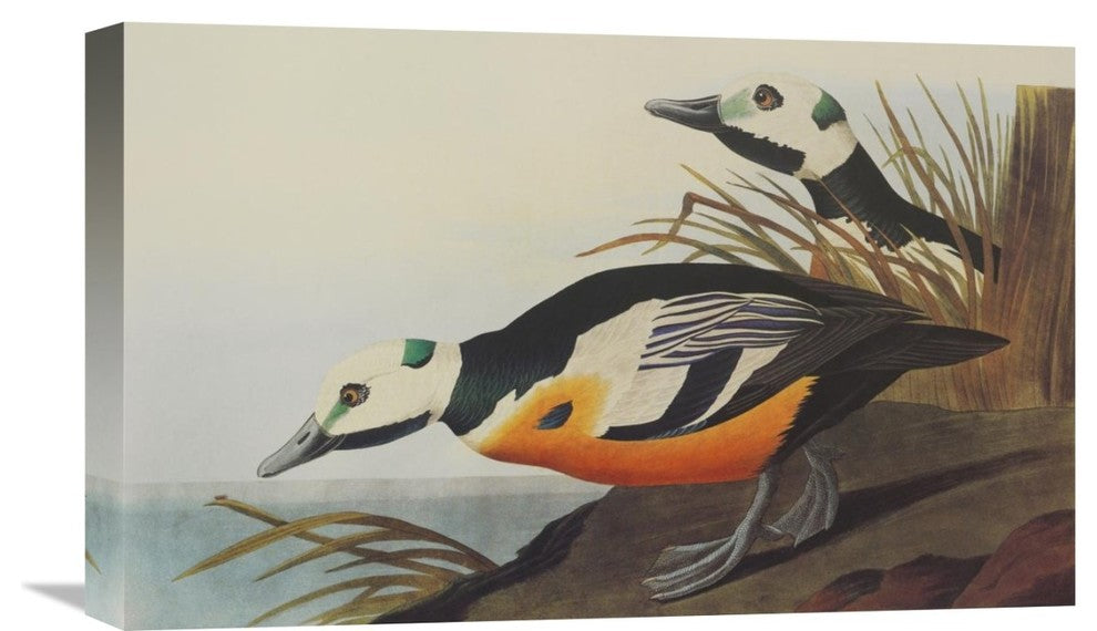 "Western Duck" Stretched Canvas Giclee by John James Audubon, 22"x14"