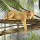 Lioness Of Namibia Statue