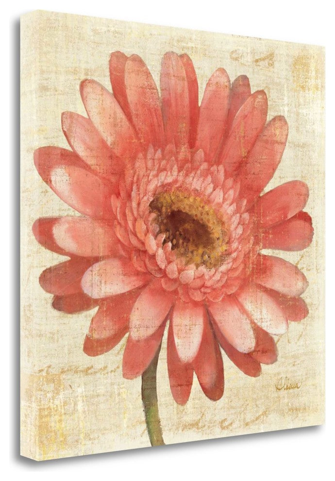 "Blushing Gerbera" By Albena Hristova, Giclee Print on Gallery Wrap Canvas