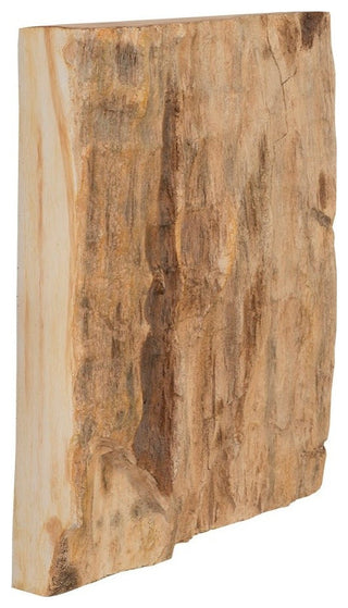 Cast Petrified Wood Wall Decor