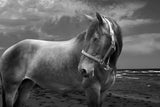 "Back to Your Roots" Print on Canvas by Maggie Dee