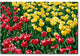 ''Red and Yellow Tulips II'' Canvas Art by Kurt Shaffer