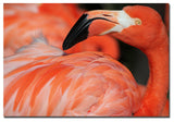 'Pink Flamingo' Canvas Art by Patty Tuggle