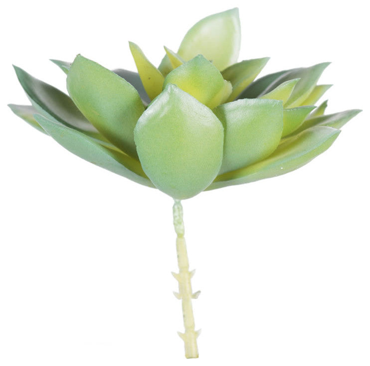 Close-up view of a succulent component on a uniform white background