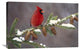 "Northern Cardinal Male, South Lyon, Michigan" Artwork, 30" x 20"