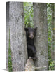 "Black Bear Juvenile Male In Tree, Orr, Minnesota" Artwork, 12" x 18"
