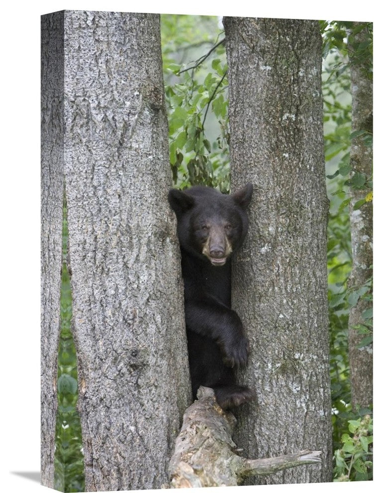 "Black Bear Juvenile Male In Tree, Orr, Minnesota" Artwork, 12" x 18"