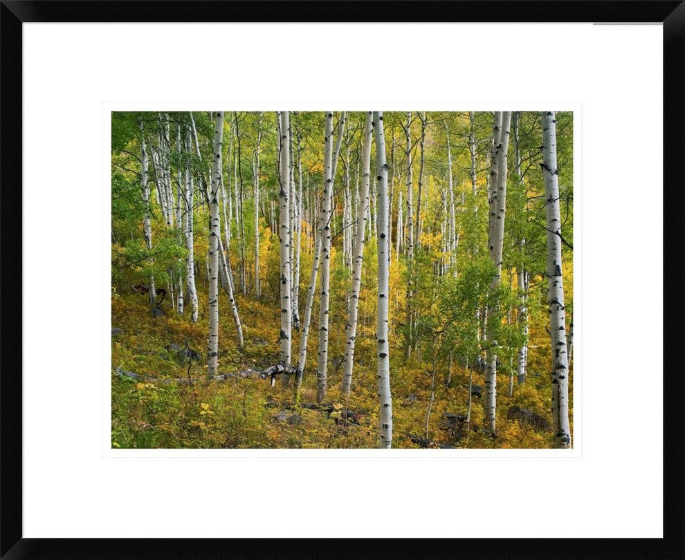 "Aspen forest, Colorado" Framed Digital Print by Tim Fitzharris, 24x20"