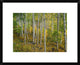 "Aspen forest, Colorado" Framed Digital Print by Tim Fitzharris, 24x20"