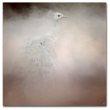 Jai Johnson 'Peacock 6' Canvas Art, 14 x 14