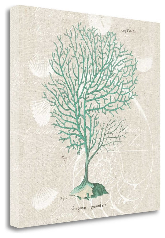 "Gorgonia Granulata" By Wild Apple, Giclee Print on Gallery Wrap Canvas