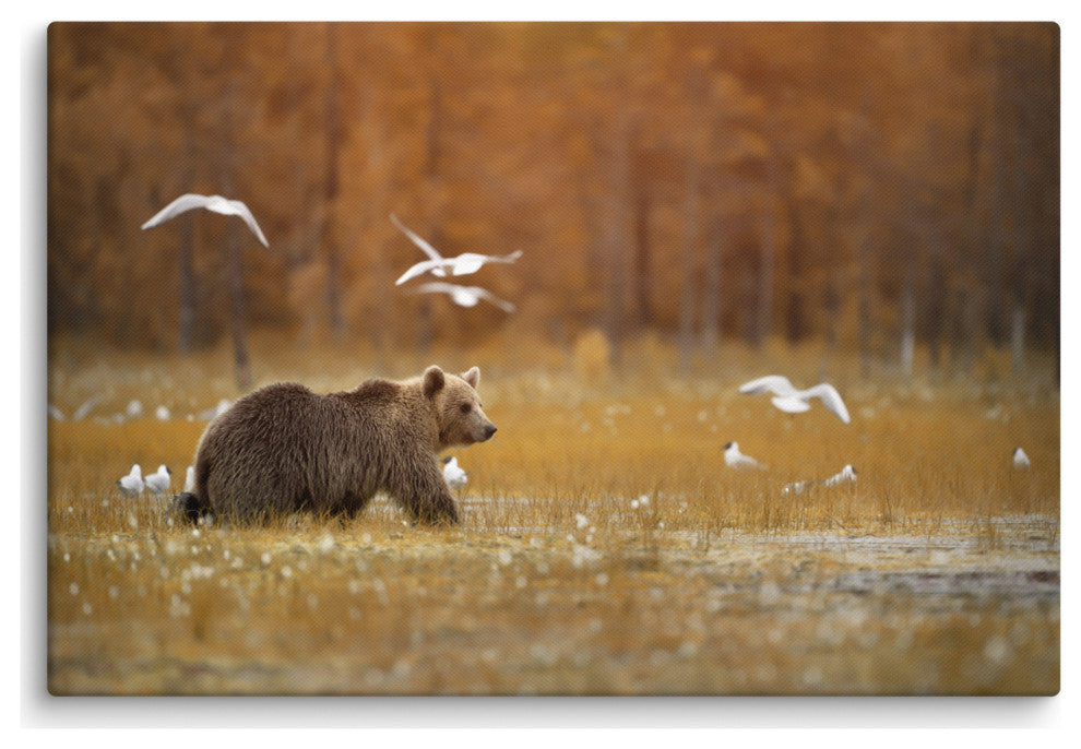 Brown Bear Crossing Marshlands Wildlife Landscape Photo Canvas Wall Art Print, 24" X 36"