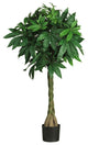 51" Braided Money Tree