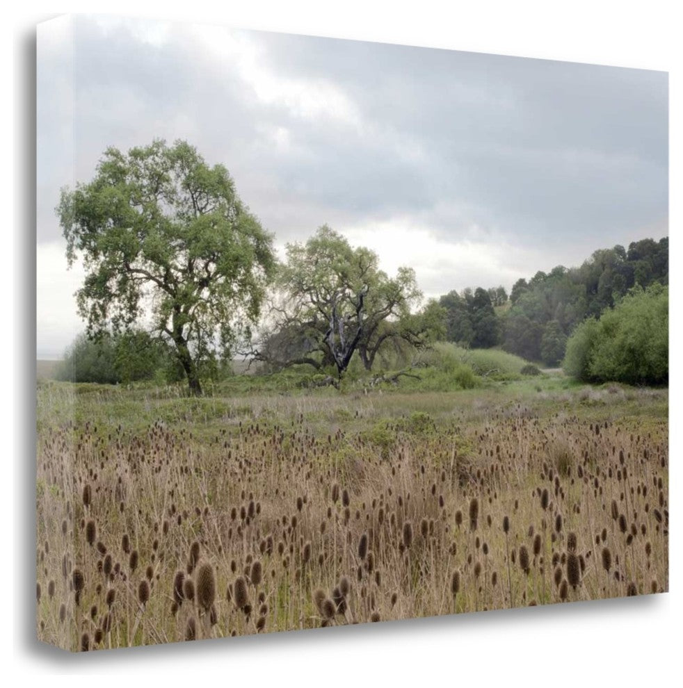 "Oak Tree - 81" By Alan Blaustein, Giclee Print on Gallery Wrap Canvas
