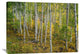 "Aspen Forest, Colorado" Artwork, 40" x 30"