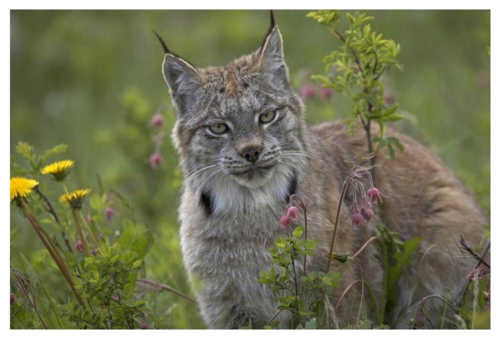 "Canada Lynx portrait, North America" Print by Tim Fitzharris, 62"x42"
