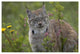 "Canada Lynx portrait, North America" Print by Tim Fitzharris, 62"x42"