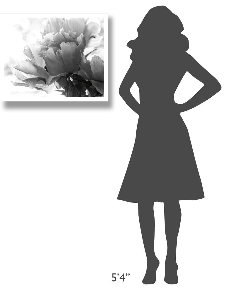 "Translucent Peony I - BW" Digital Paper Print by Debra Van Swearingen, 26"x22"