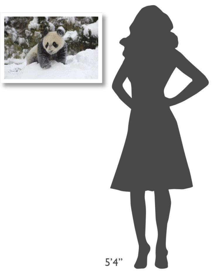 "Giant Panda cub playing in the snow, Wolong Nature Reserve" Paper Art, 26"x18"