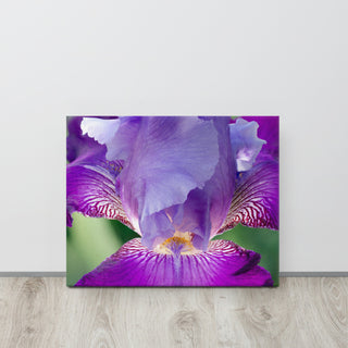 Glowing Iris Floral Nature Photography Canvas Wall Art Print, 16" X 20"