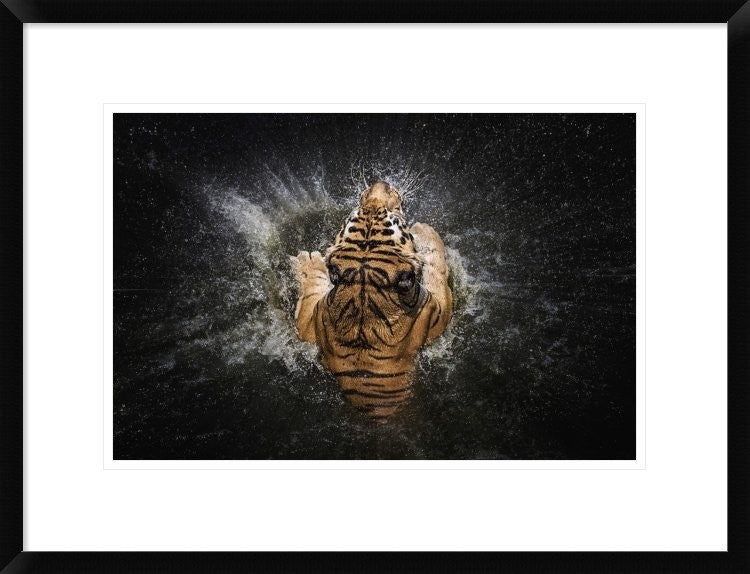 "Tiger Splash" Framed Digital Print by Win Leslee, 26"x20"