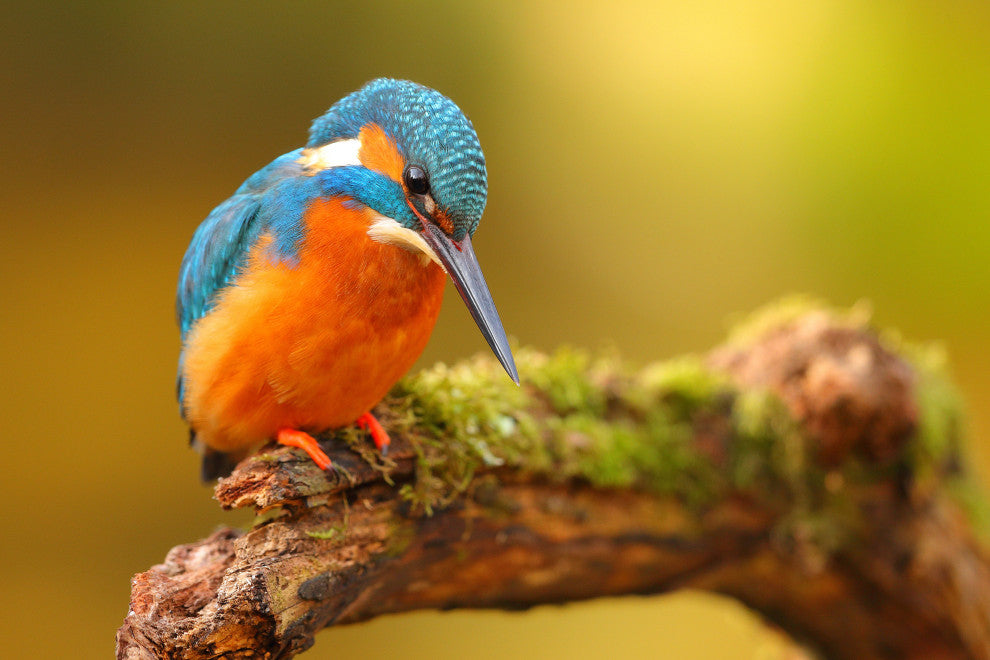 Kingfisher Bird on Perch 2 Animal Wildlife Photo Canvas Wall Art Prints, 24" X 36"