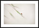 "Untitled" Framed Digital Print by Anna Cseresnjes, 38"x28"