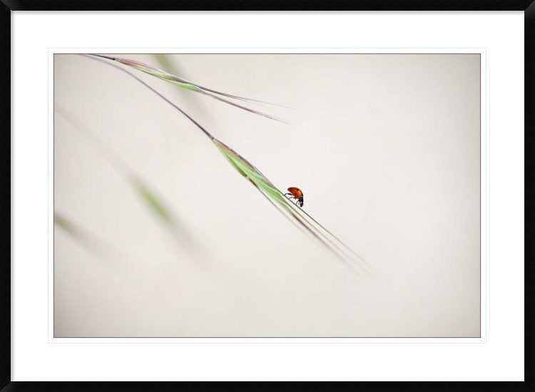 "Untitled" Framed Digital Print by Anna Cseresnjes, 38"x28"